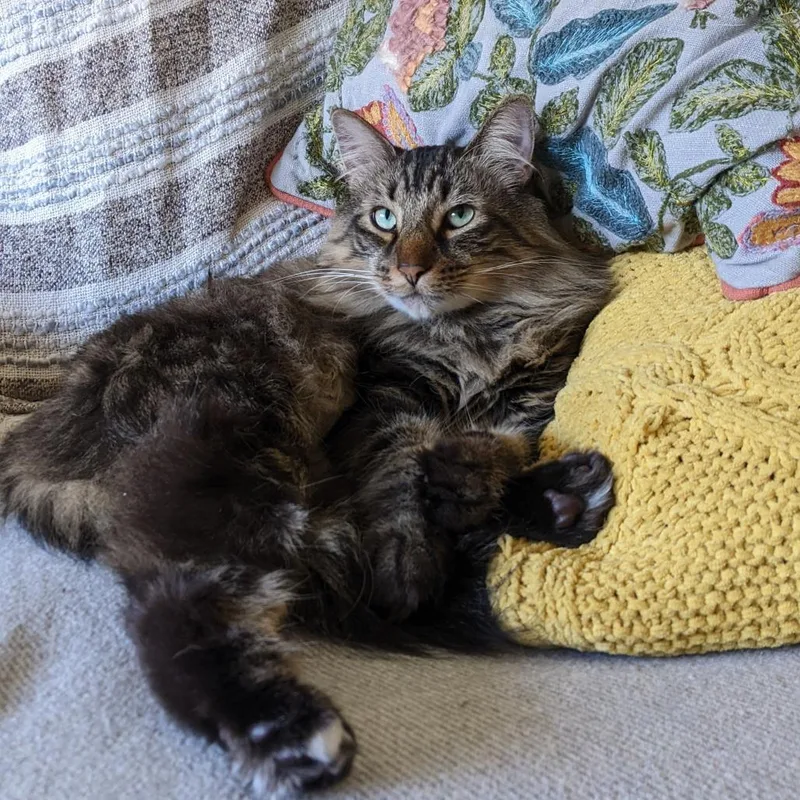 Flea  Home To thumbnail 2