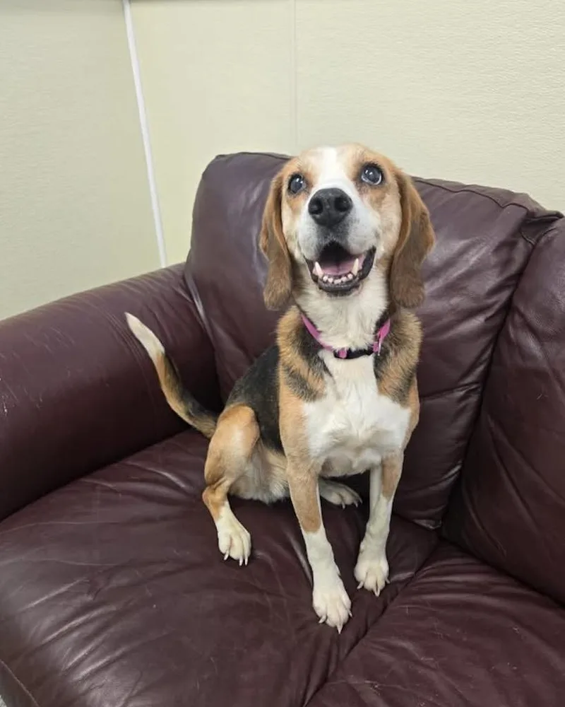 A senior medium-sized female Beagle dog named Daisy for adoption in Liverpool, NY