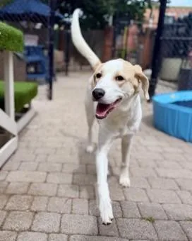 A young medium-sized female Great Pyrenees dog named Laurel for adoption in Washington, DC