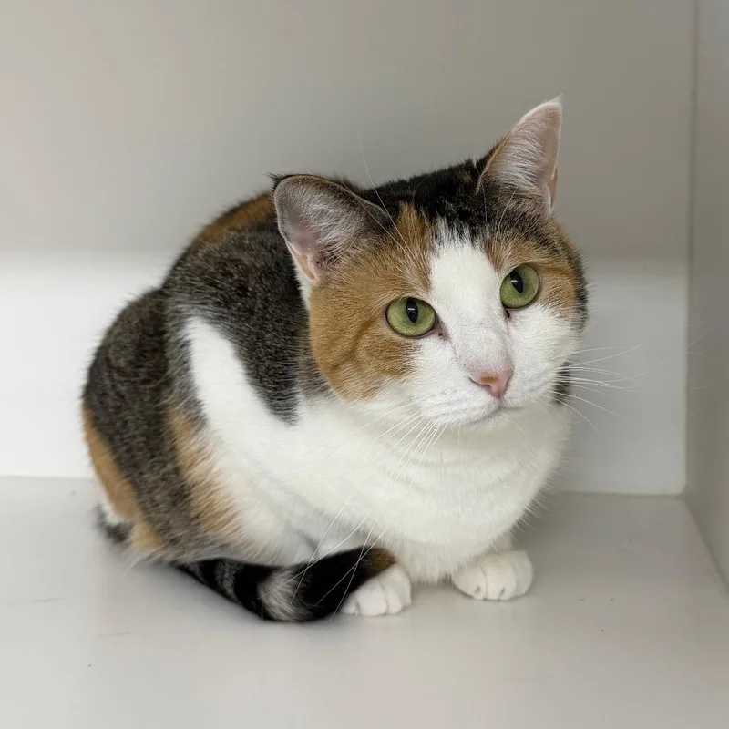 An adult medium-sized female Calico Domestic Short Hair cat named Latte for adoption in Clearwater, FL