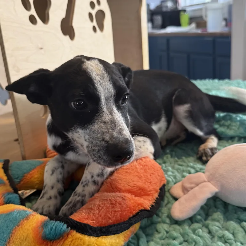 A baby small-sized female Black Australian Cattle Dog / Blue Heeler dog named Dottie for adoption in Memphis, TN