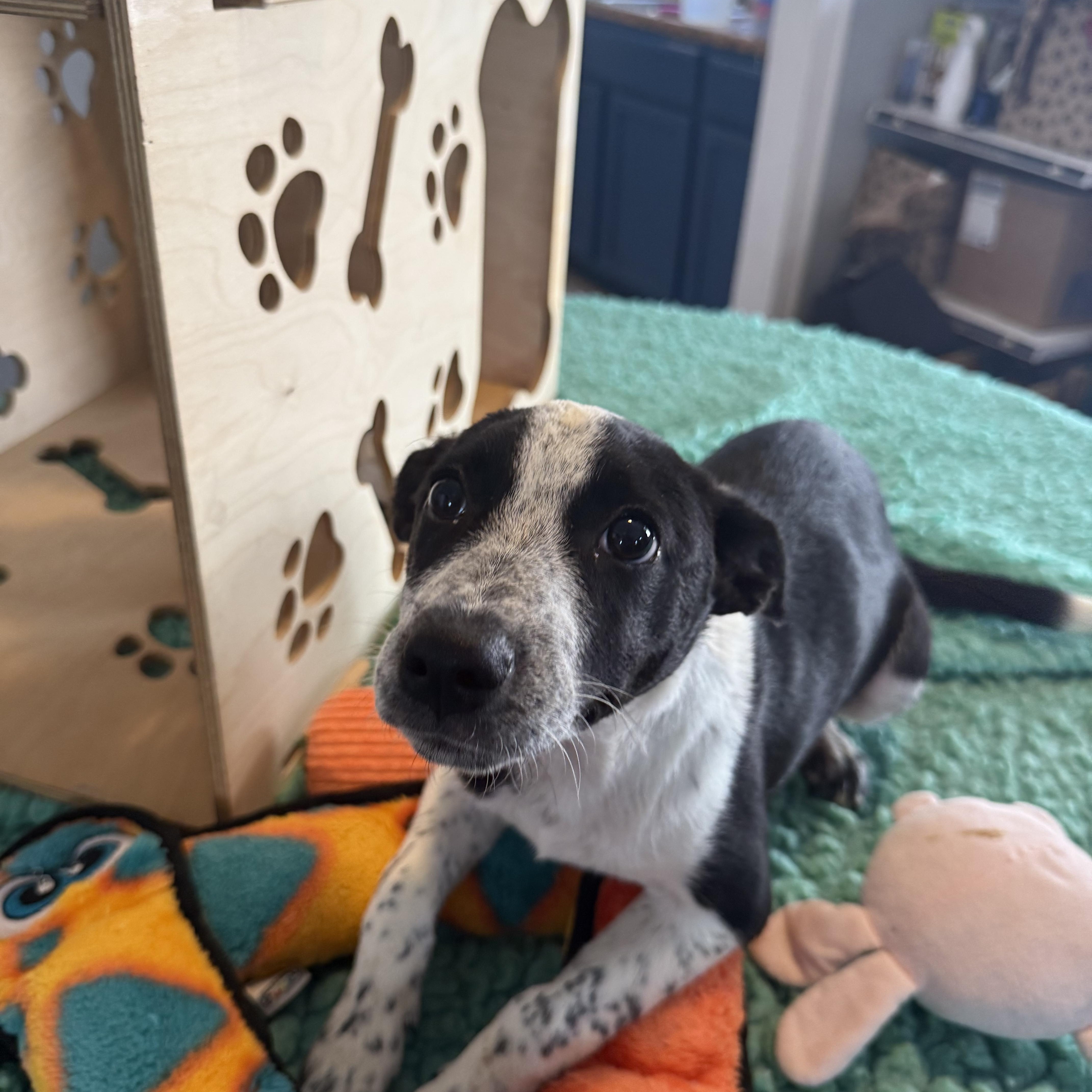 Dottie thumbnail 3