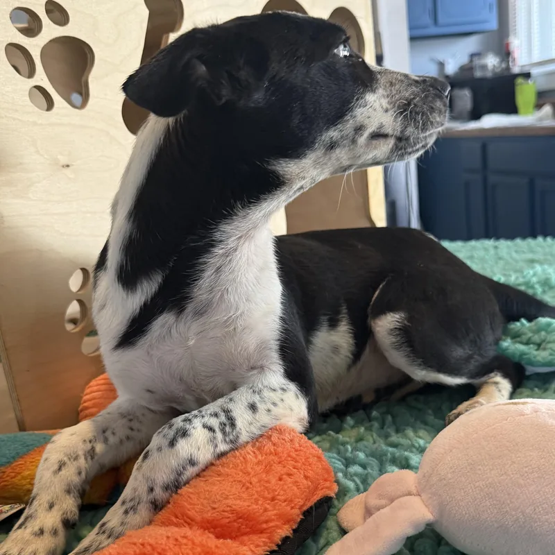 Dottie thumbnail 4