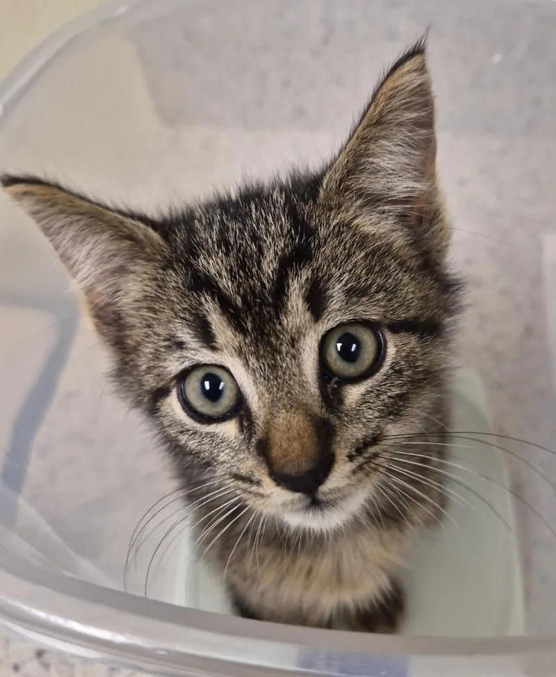 A baby medium-sized male Domestic Short Hair cat named Argonaut for adoption in Christiansburg, VA