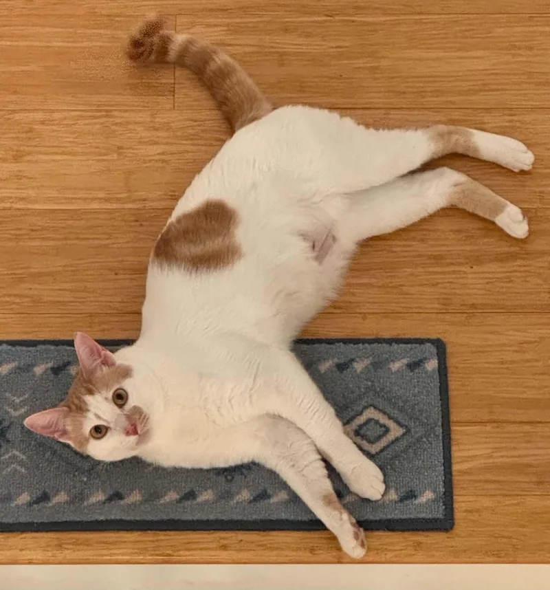 An adult medium-sized male Orange & White Domestic Short Hair cat named Winston for adoption in Price, UT