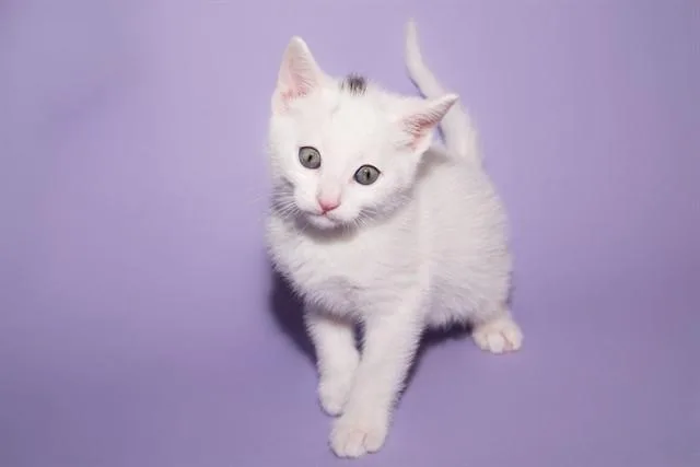 A baby small-sized male Domestic Short Hair cat named Feta for adoption in Santa Monica, CA