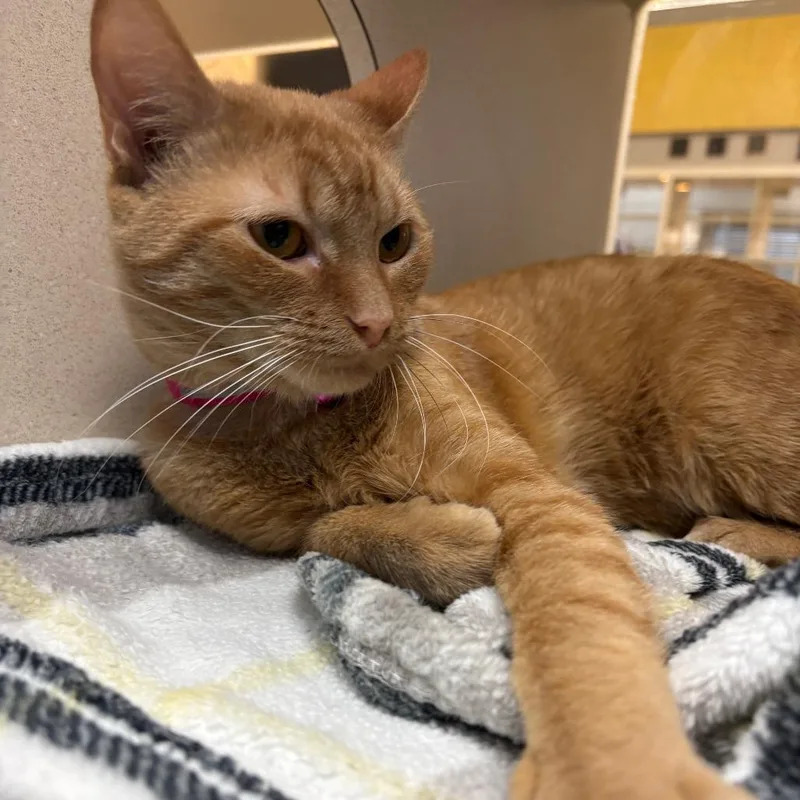 An adult medium-sized male Orange / Red Domestic Short Hair cat named Pinkerton for adoption in Lake Jackson, TX