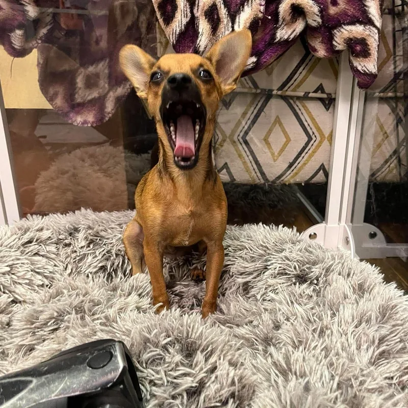 A baby small-sized male Yellow / Tan / Blond / Fawn Chihuahua dog named Gregory for adoption in Semmes, AL