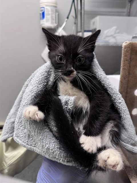 A baby small-sized female Domestic Short Hair cat named Siri for adoption in Kent, WA