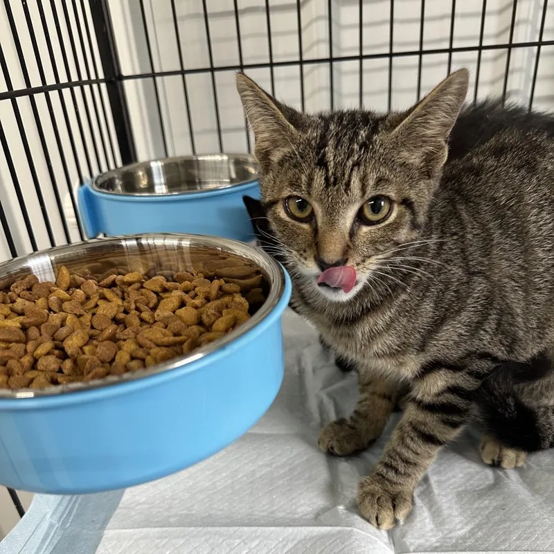 A young small-sized male Domestic Short Hair cat named Refried Beans for adoption in Corbin, KY
