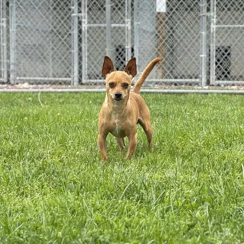 An adult small-sized male Golden Chihuahua dog named Jasper for adoption in Godfrey, IL