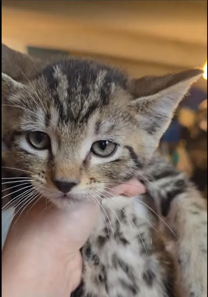 A young small-sized male Tabby (Brown / Chocolate) Domestic Short Hair cat named Dae for adoption in Pacifica, CA