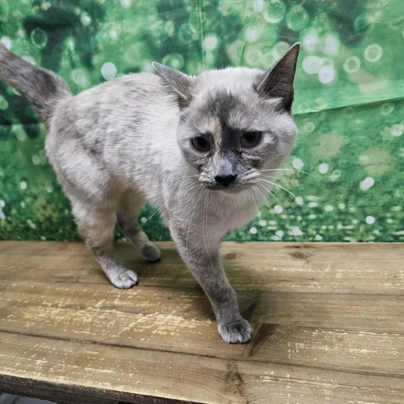 An adult medium-sized female Gray / Blue / Silver Siamese cat named Mae Mae for adoption in Normal, IL