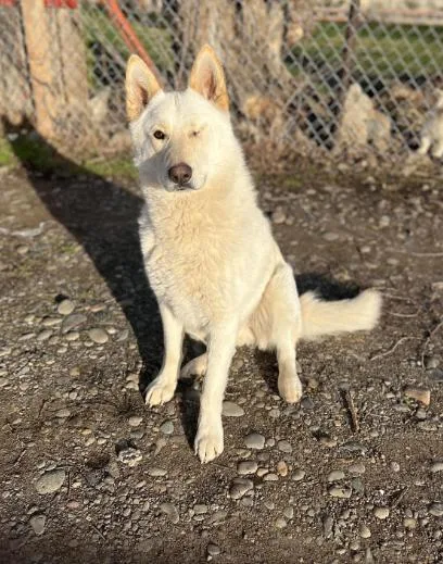 An adult large-sized male Yellow / Tan / Blond / Fawn Husky dog named Frankie for adoption