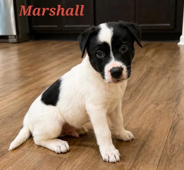 Marshall