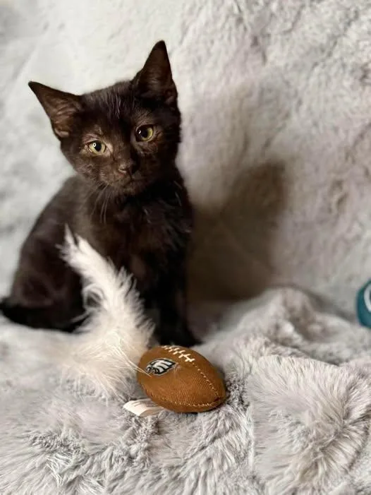 A young medium-sized male Domestic Short Hair cat named Leo for adoption in Reading, PA