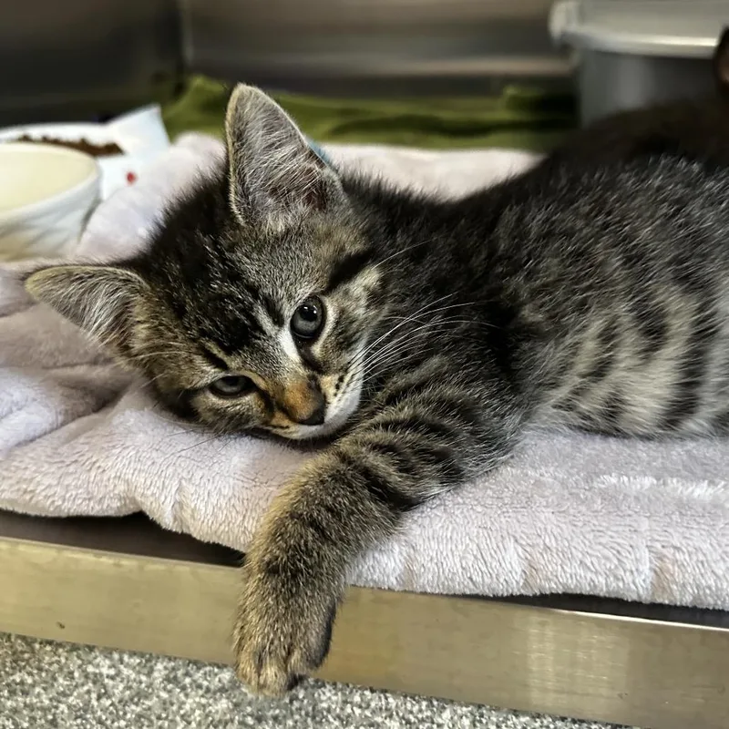 A baby small-sized female Brown / Chocolate Domestic Short Hair cat named Zashley for adoption in Hinsdale, IL