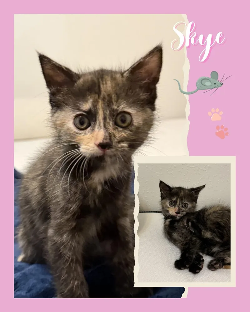 A baby medium-sized female Domestic Short Hair cat named Skye for adoption in Duluth, MN