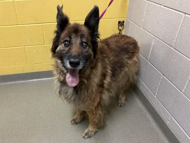 A senior medium-sized female German Shepherd Dog dog named Osa for adoption in Colorado Springs, CO