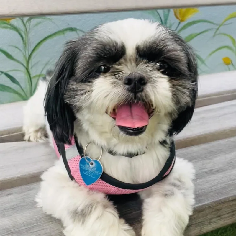 An adult small-sized female White / Cream Shih Tzu dog named Pia for adoption in Fort Lauderdale, FL
