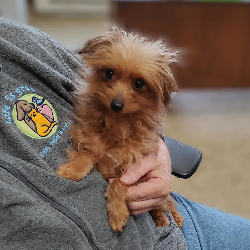 Lottie thumbnail 4