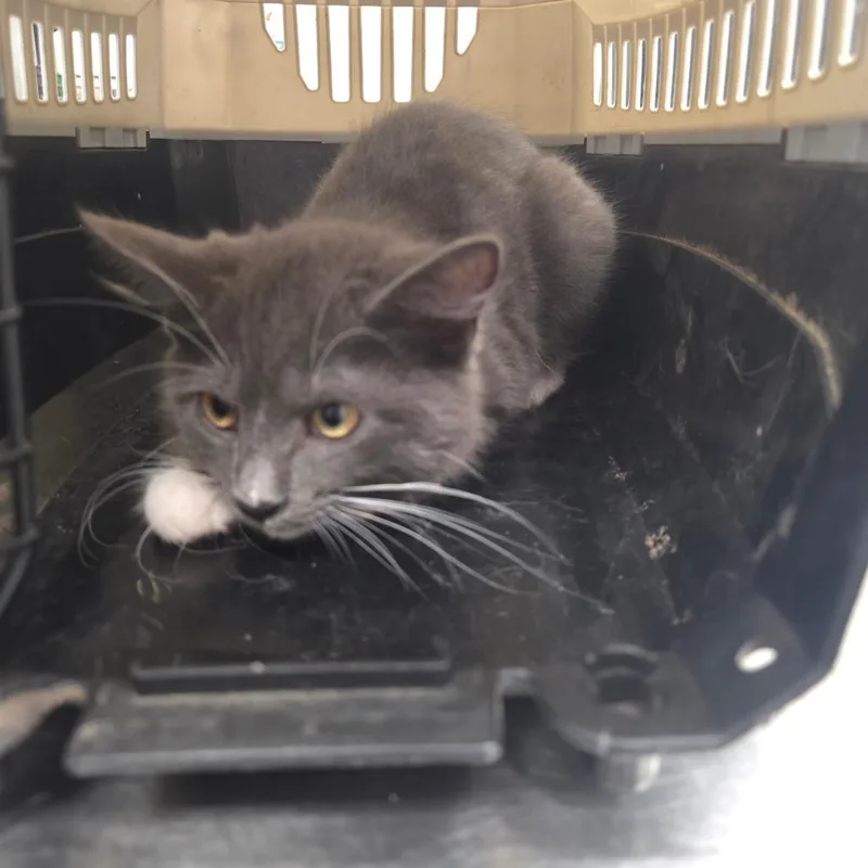 A baby small-sized female Gray / Blue / Silver Domestic Short Hair cat named Ashlynn for adoption in Chattanooga, TN