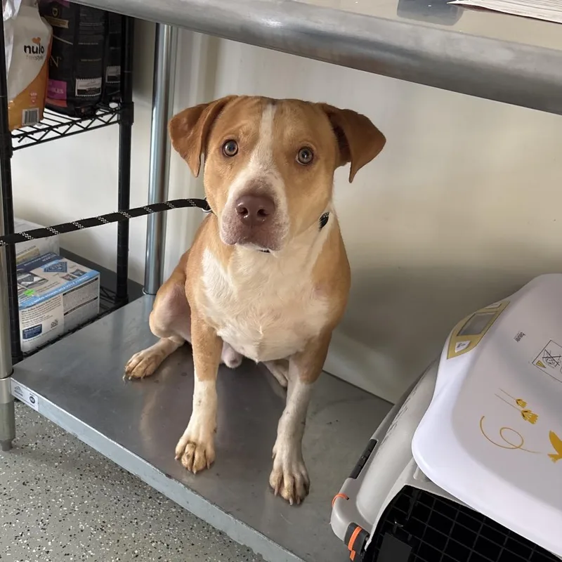 An adult medium-sized male Yellow / Tan / Blond / Fawn Terrier dog named Hammerhead for adoption in Galax, VA