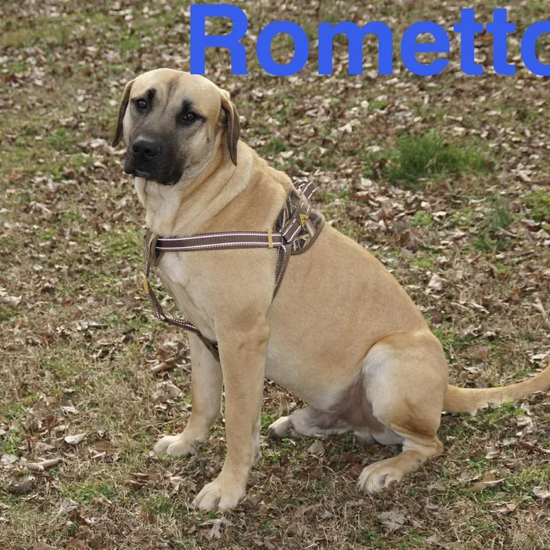 A young extra large-sized male Yellow / Tan / Blond / Fawn Anatolian Shepherd dog named Rometto for adoption in Sequatchie, TN