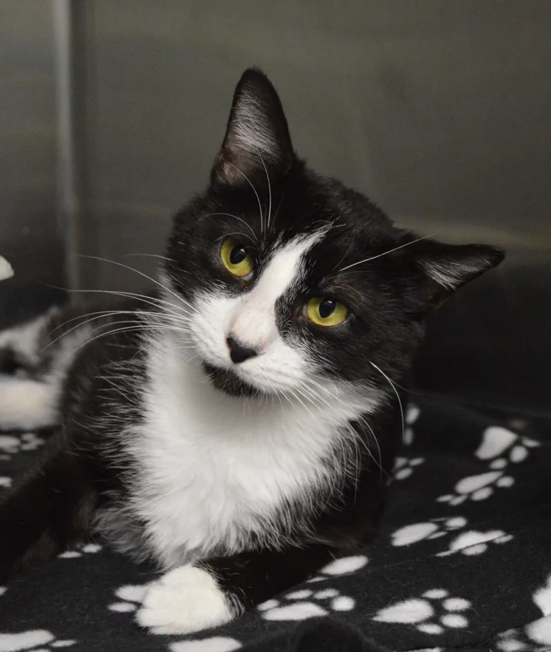 A young medium-sized female Black & White / Tuxedo Domestic Short Hair cat named Sarasota for adoption in House Springs, MO