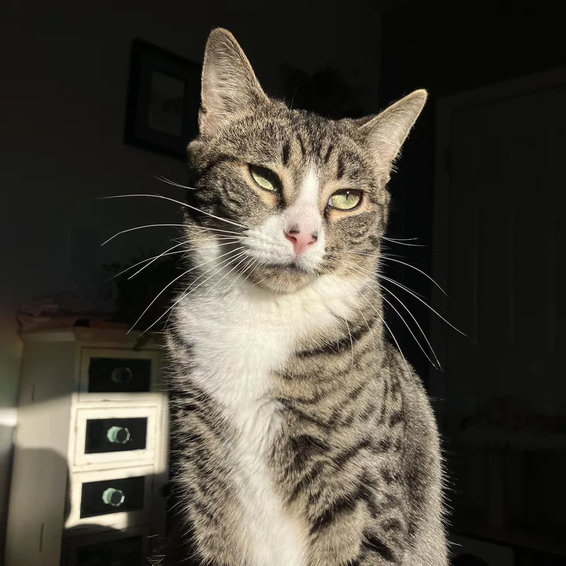 A young medium-sized female Domestic Short Hair cat named Depot for adoption in Brooklyn, NY
