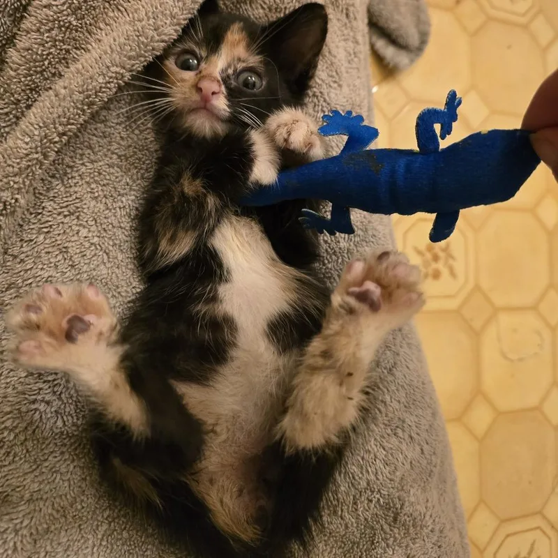 A baby small-sized female Tortoiseshell Domestic Short Hair cat named Astrid for adoption in Madison, WI