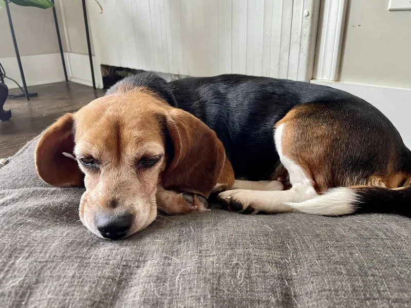 An adult small-sized female Beagle dog named Lulu for adoption in Greenlawn, NY