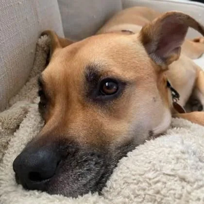 An adult large-sized female Shepherd dog named Dunkin for adoption in Atlanta, GA