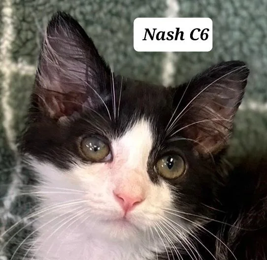 A baby medium-sized male Black Domestic Long Hair cat named Nash for adoption in Morganton, NC