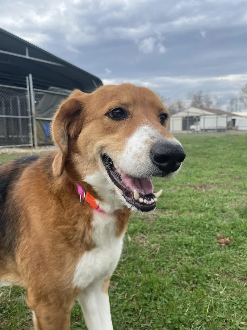 A young medium-sized female Red / Chestnut / Orange Mixed Breed dog named Roro for adoption in Point Pleasant, WV