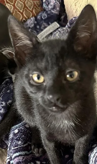 A baby small-sized female Domestic Short Hair cat named Gillian for adoption in Sacramento, CA