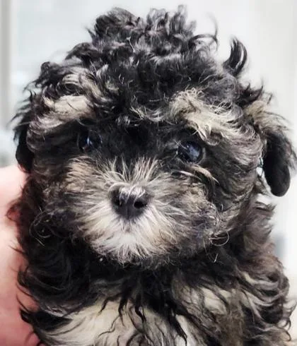 Rosetta Fka Dog