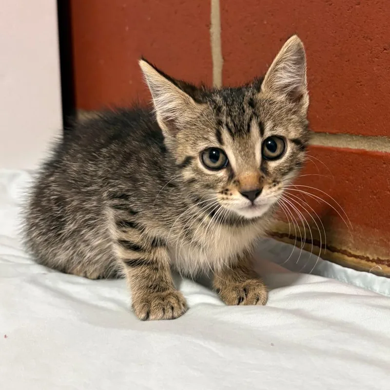A baby small-sized female Brown / Chocolate Domestic Short Hair cat named Marabell for adoption in Cabot, AR