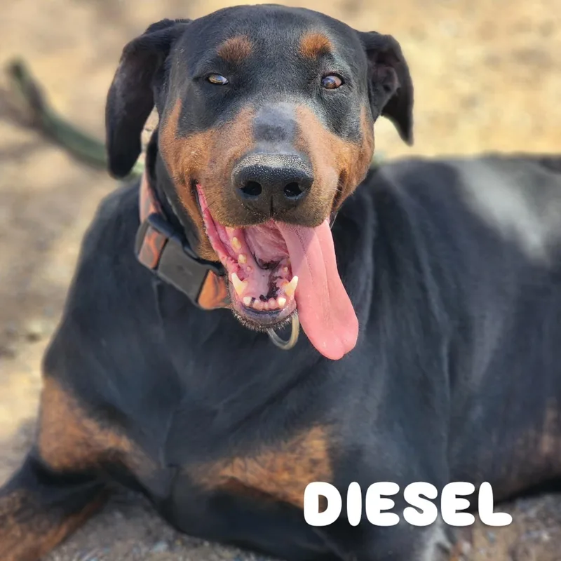 Diesel