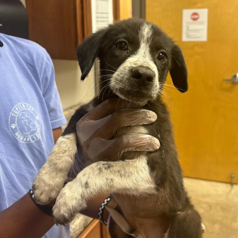 A baby medium-sized male Black Cattle Dog dog named Alfie for adoption in Cumberland, RI