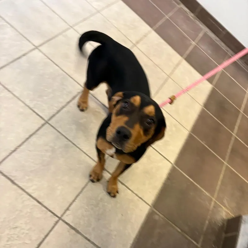 An adult medium-sized male Black Mixed Breed dog named StrayPelhamDriveLafayetteDrive for adoption in Columbus, GA