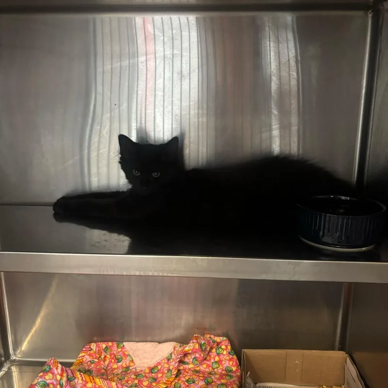 A baby small-sized male Black Domestic Medium Hair cat named Okay looking for a for adoption in Bedford, NH