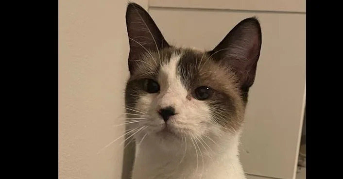A baby small-sized female Siamese cat named Suda for adoption in O'Fallon, MO