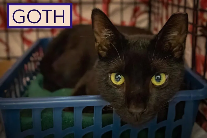 An adult medium-sized male Domestic Short Hair cat named Goth for adoption in Greenville, DE