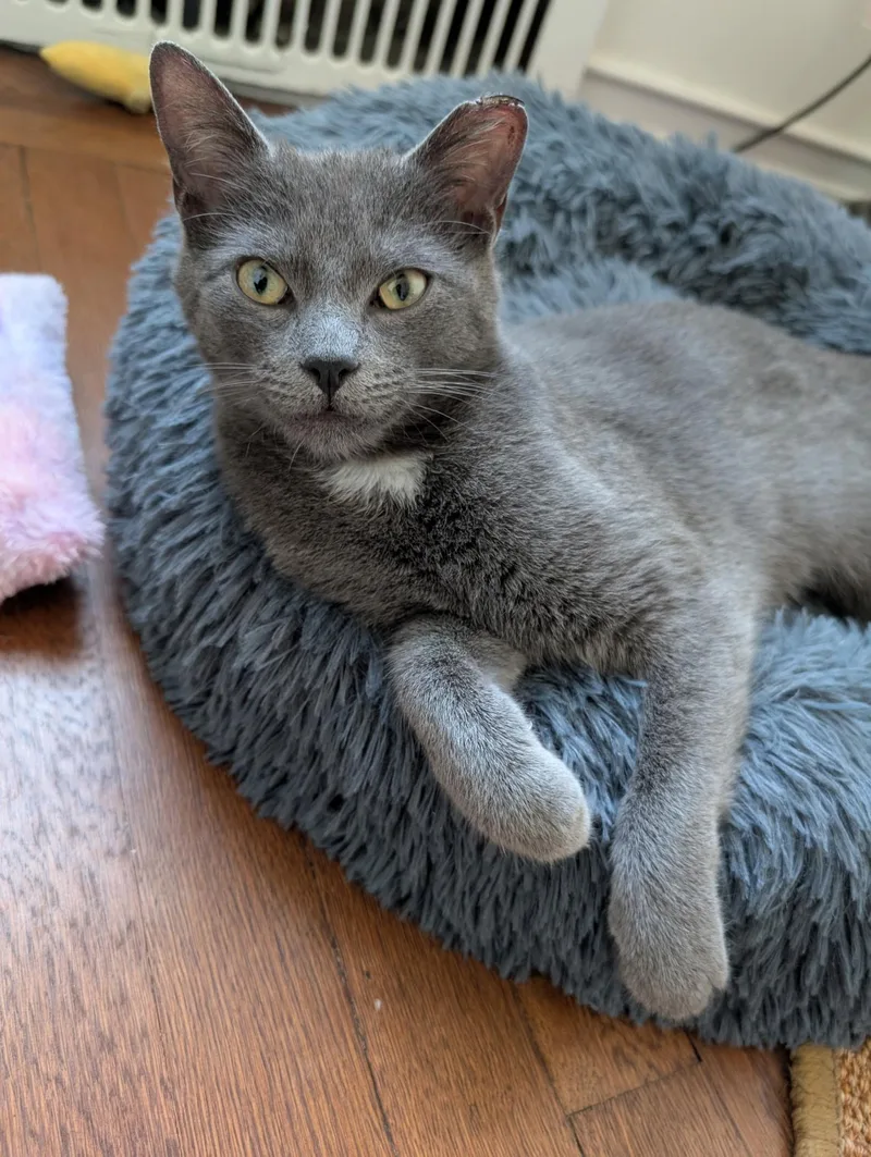 A young medium-sized female Gray & White Domestic Short Hair cat named Sylvie for adoption in Brooklyn, NY