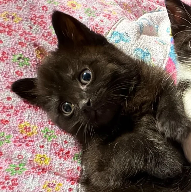 A baby medium-sized male Domestic Short Hair cat named Count for adoption in Saginaw, MI