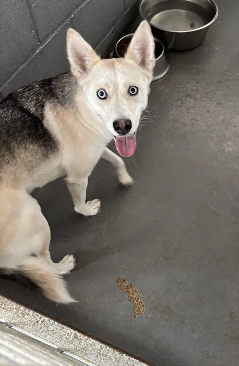 An adult medium-sized female Husky dog named Found  Buttercup for adoption in Edna, TX