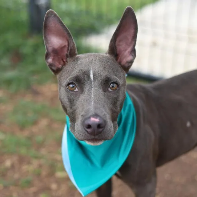 A young medium-sized female Terrier dog named Oakland for adoption in San Antonio, TX