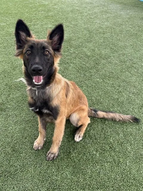 A young large-sized female German Shepherd Dog dog named Cordelia for adoption in Castaic, CA