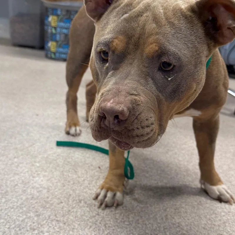 An adult medium-sized female Yellow / Tan / Blond / Fawn American Bulldog dog named Dolly P for adoption in Horn Lake, MS